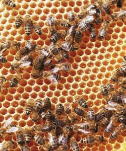 Bees Aren’t Just Pollinators