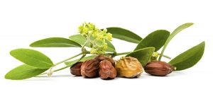 Jojoba Oil: A Hard Working Seed That’s Gentle on Your Skin